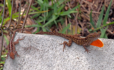 [Two anoles are perched on the edge of a concrete slab. The one facing the right has the flap of skin by its throat fully extended and forming a red circle nearly the size of its head.]